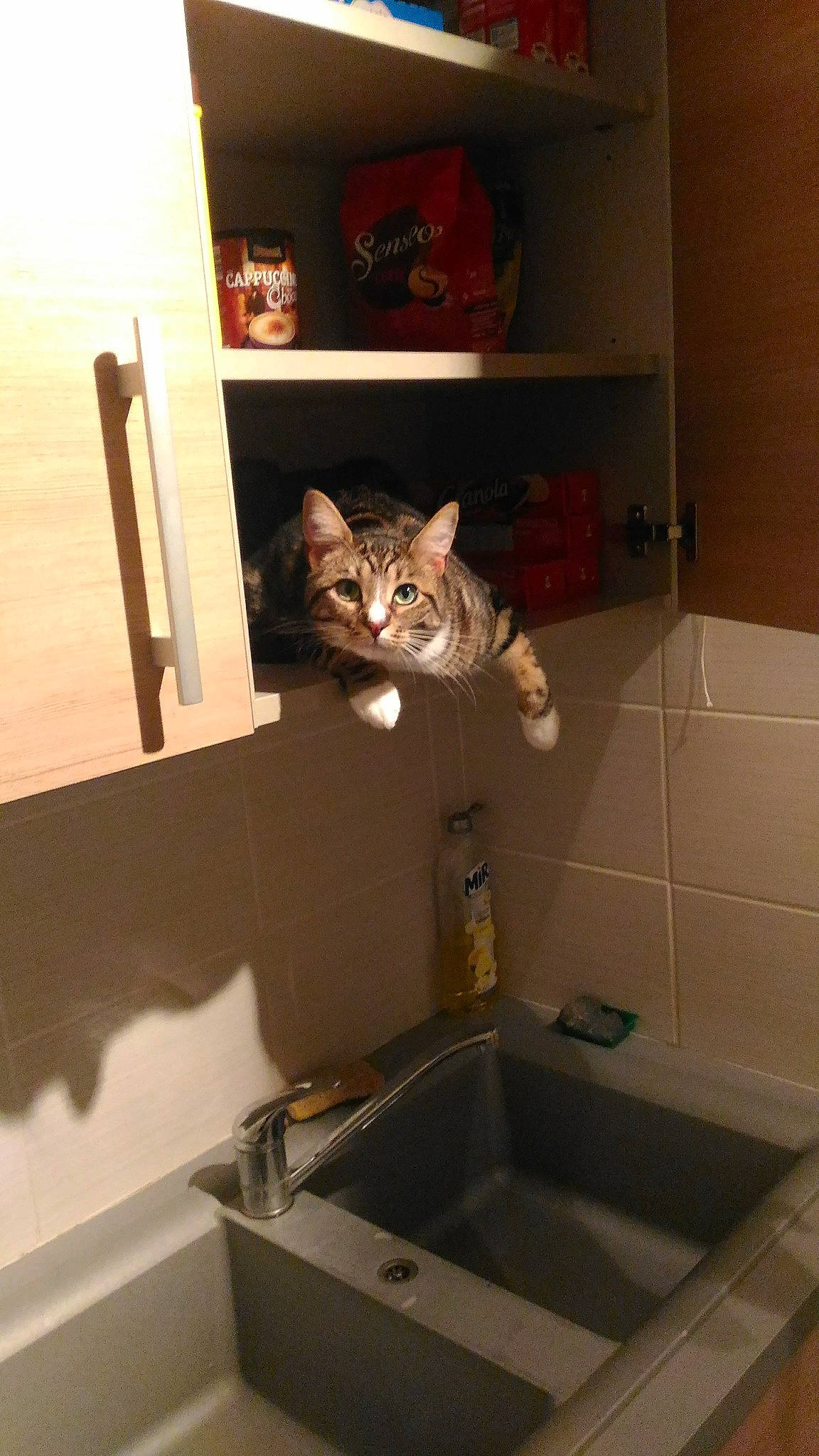 Fripouille participe au concours pour gagner de l'argent avec cette photo : brown, carnivore, cat, door, felidae, floor, flooring, hardwood, kitchen, kitchen_sink, plumbing_fixture, room, shelf, shelving, sink, small_to_medium_sized_cats, tail, tap, whiskers, wood