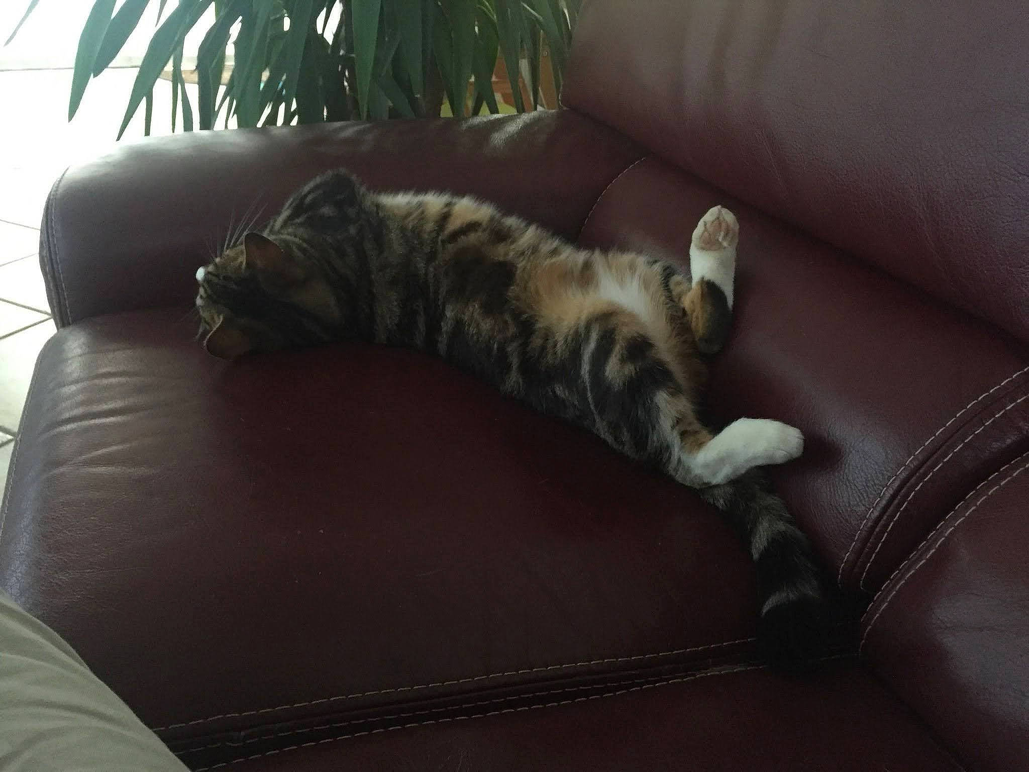 Fripouille a rejoint le concours — aidez-le/la à gagner de superbes lots ! brown, carnivore, cat, comfort, couch, domestic_short_haired_cat, fawn, felidae, fur, hardwood, houseplant, plant, room, small_to_medium_sized_cats, snout, tail, terrestrial_animal, whiskers, wildlife, wood