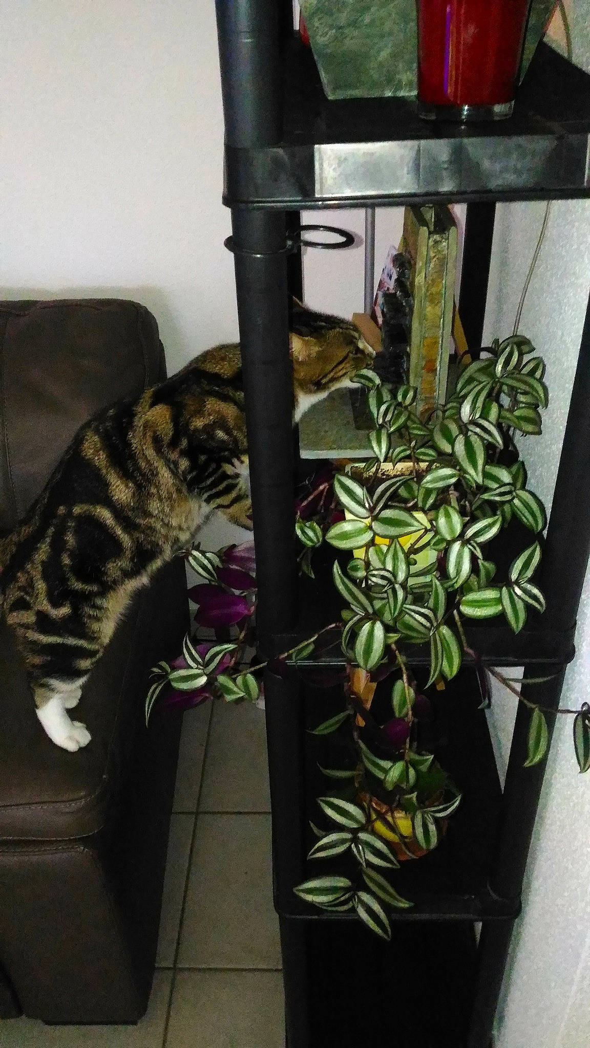 Fripouille a rejoint le concours — aidez-le/la à gagner de superbes lots ! carnivore, cat, cat_supply, comfort, door, felidae, flowering_plant, flowerpot, fur, houseplant, machine, metal, plant, plant_stem, room, small_to_medium_sized_cats, terrestrial_animal, terrestrial_plant, whiskers