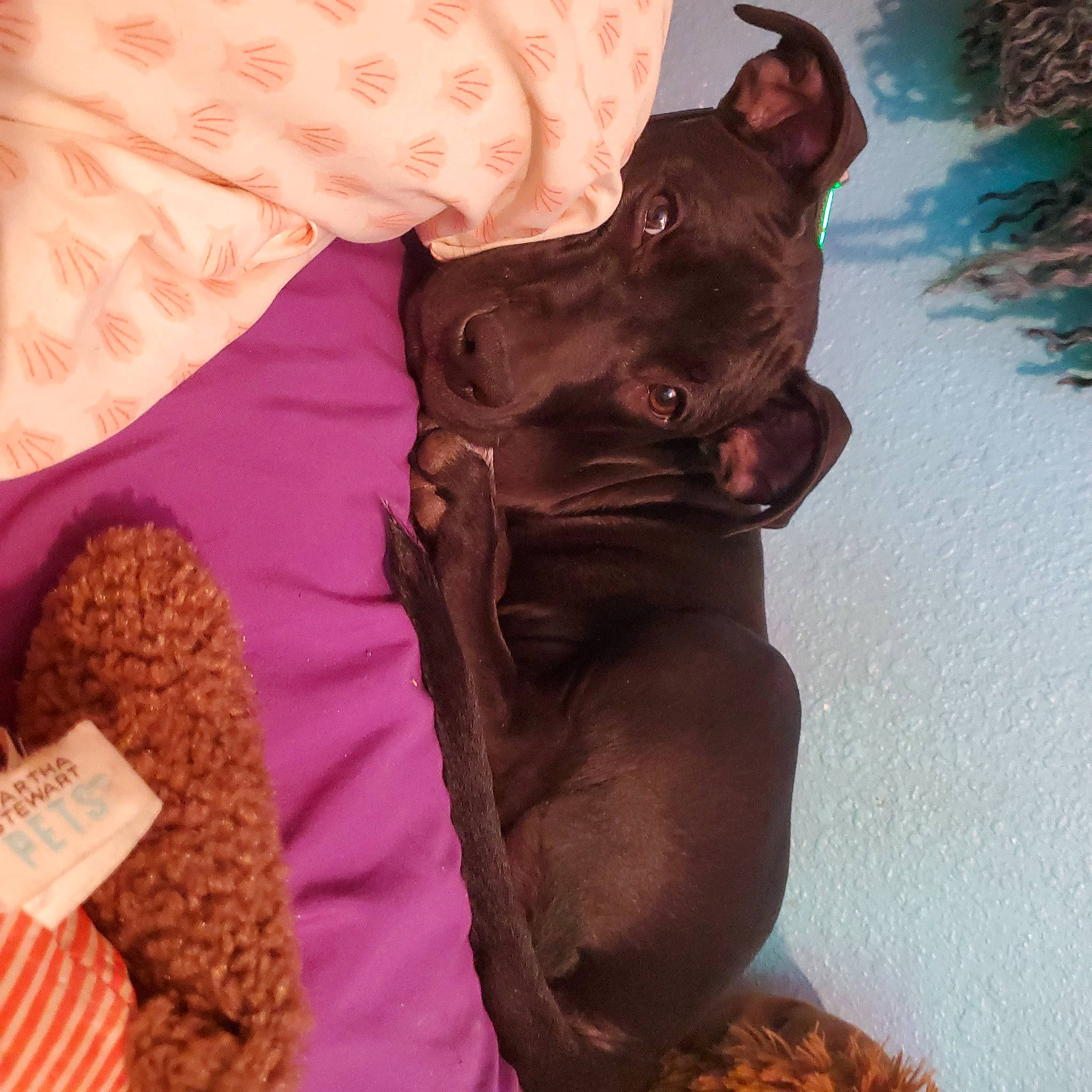 Bruce joined the competition — help win amazing prizes! canidae, carnivore, companion_dog, dog, dog_breed, fawn, felidae, fur, guard_dog, hat, ingredient, linens, liver, magenta, peach, pink, small_to_medium_sized_cats, toy_dog, working_animal