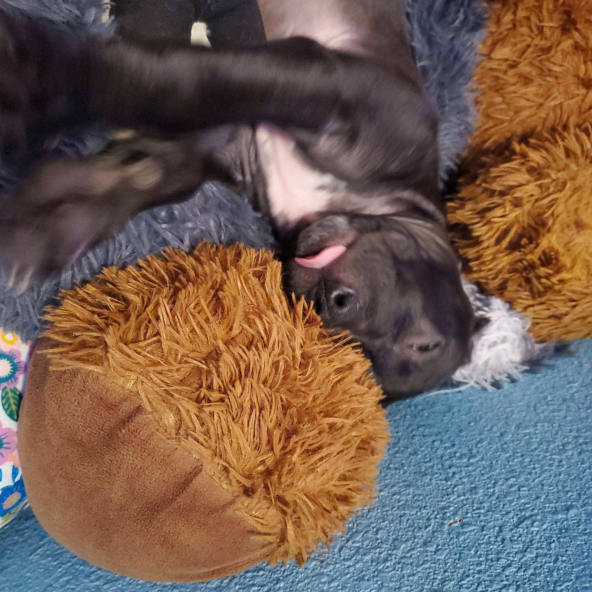 Bruce is registered to the contest to win money with this photo: carnivore, comfort, companion_dog, dog, dog_breed, fur, liver, natural_material, terrestrial_animal, vertebrate, wood, working_animal