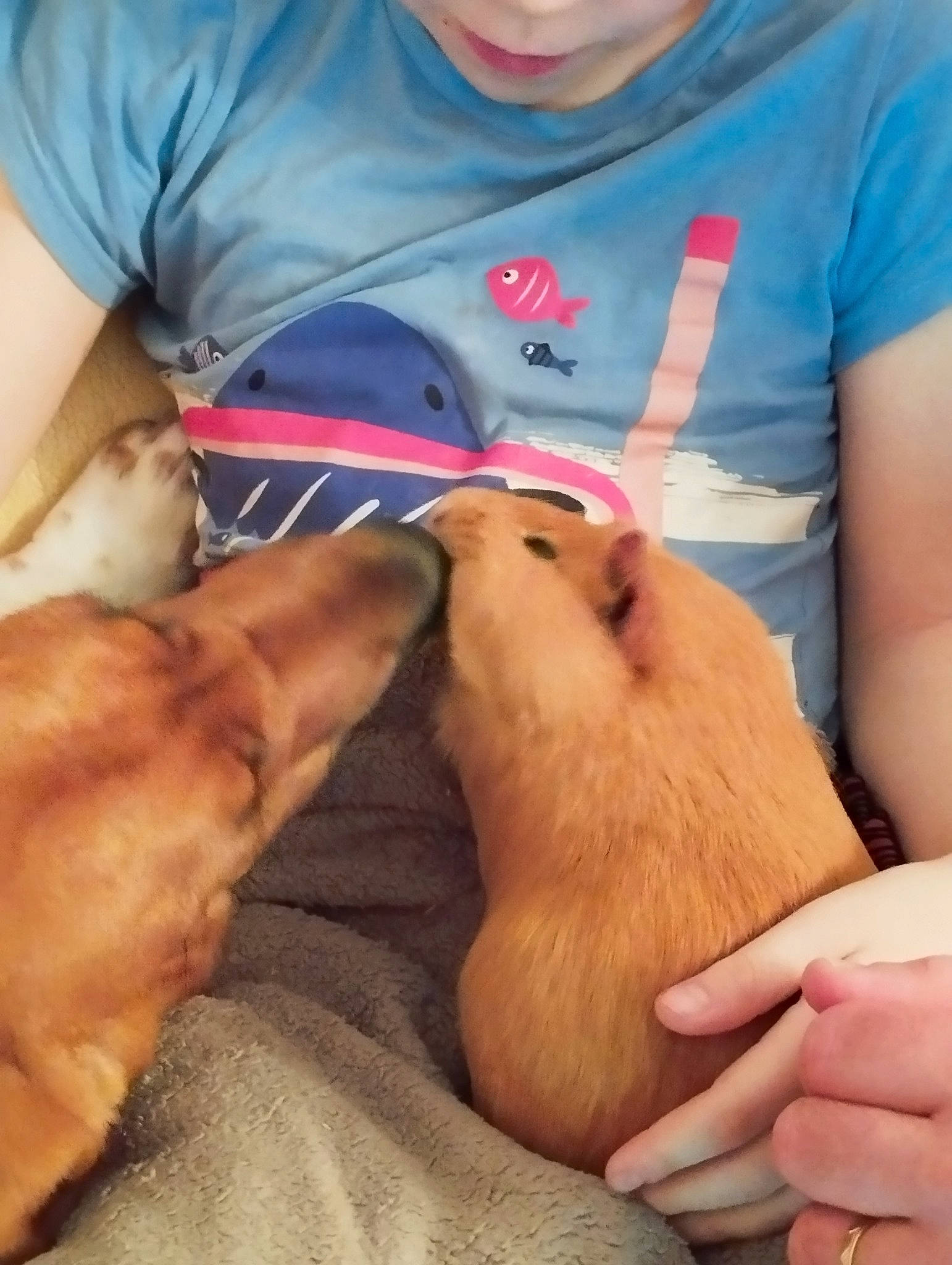 Loly participe au concours pour gagner de l'argent avec cette photo : abdomen, canidae, carnivore, chest, child, comfort, companion_dog, dog, dog_breed, fawn, finger, fur, hand, medical_procedure, mouth, patient, service, sporting_group, t_shirt, veterinarian