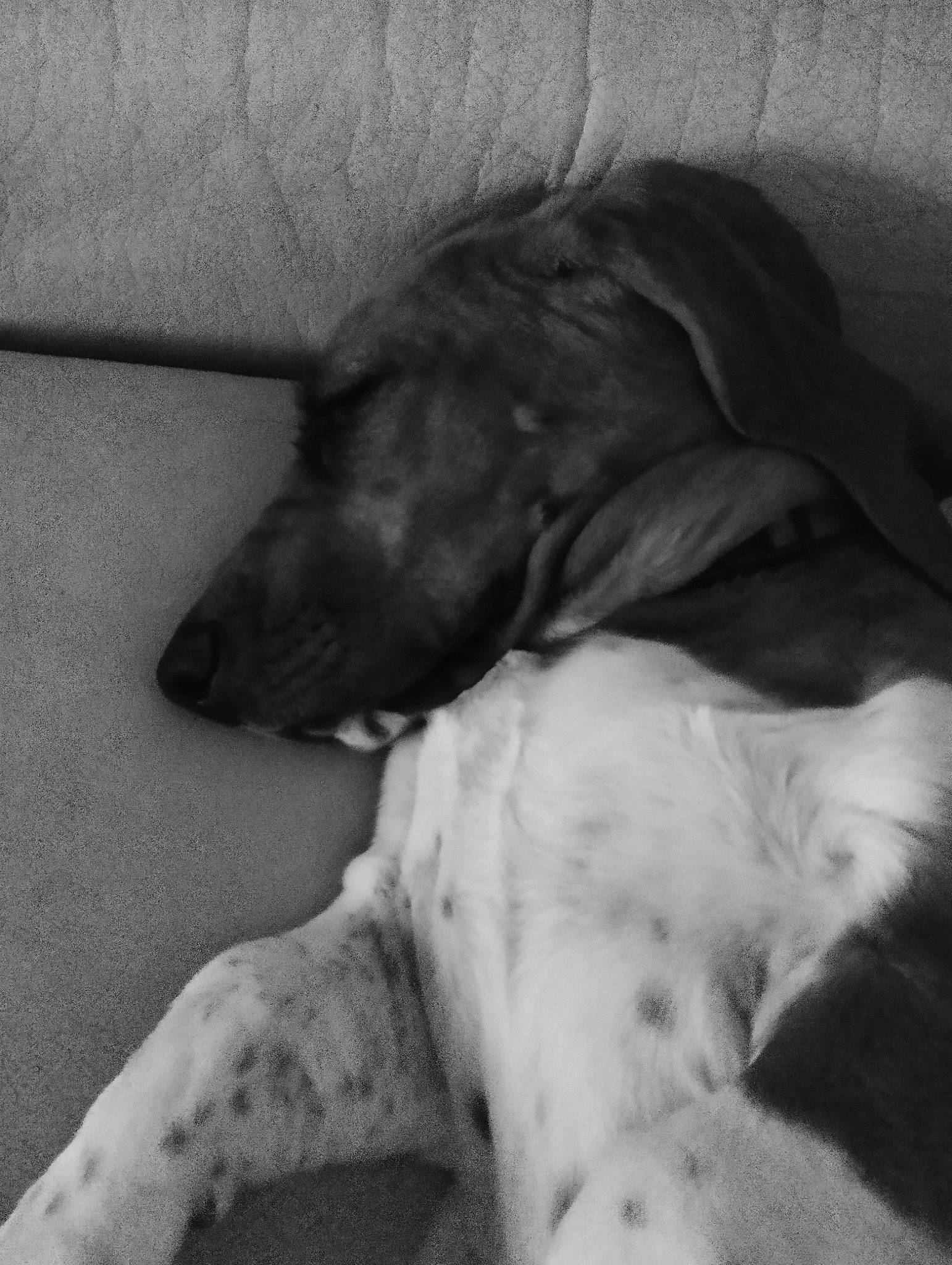 Loly a rejoint le concours — aidez-le/la à gagner de superbes lots ! black_and_white, canidae, carnivore, comfort, companion_dog, dog, dog_breed, fawn, fur, gesture, grey, mammal, monochrome, monochrome_photography, snout, sporting_group, style, tints_and_shades, vertebrate, wrinkle