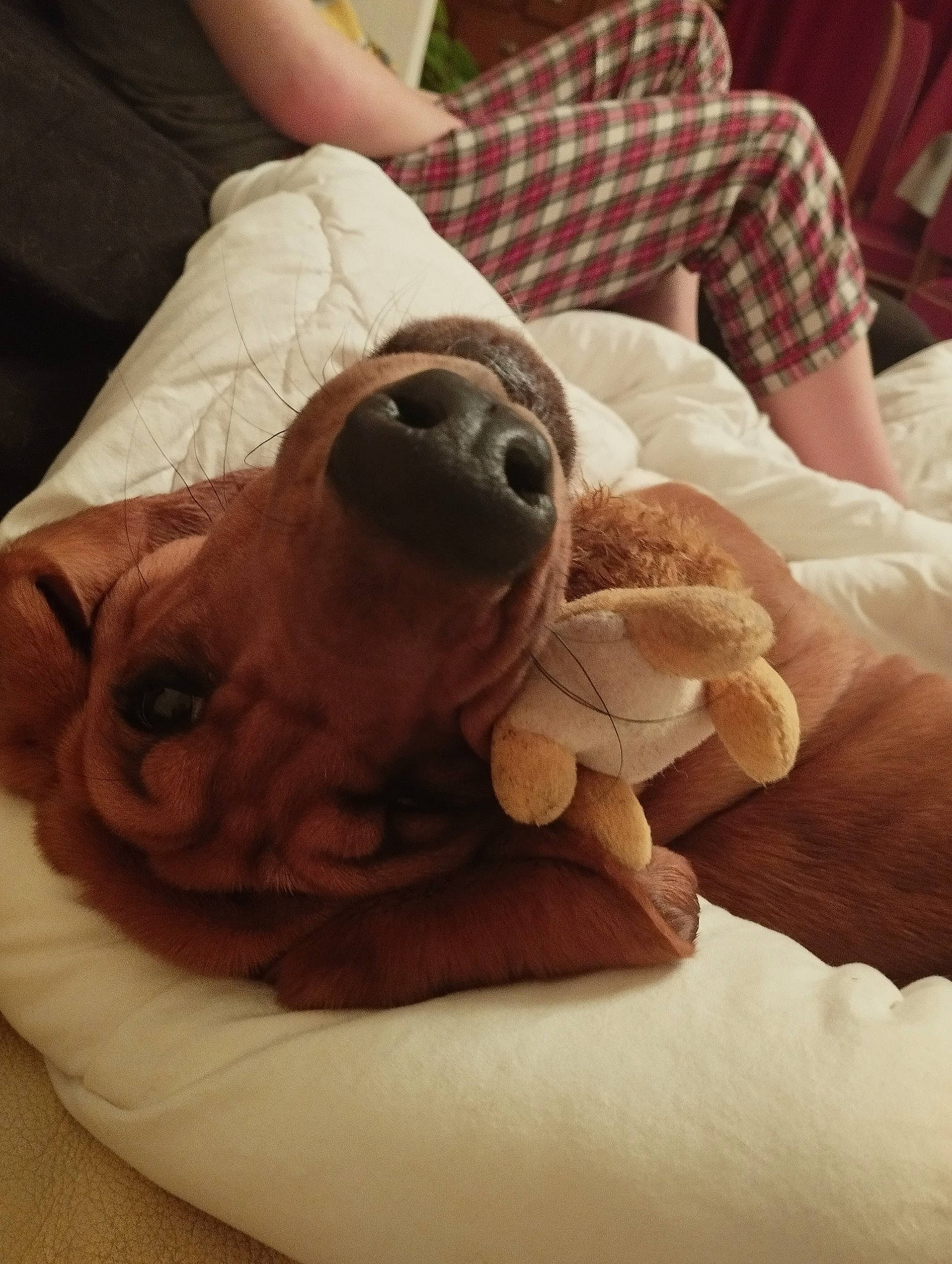 Loly a rejoint le concours — aidez-le/la à gagner de superbes lots ! canidae, carnivore, comfort, companion_dog, dog, dog_bed, dog_breed, ear, fawn, linens, liver, mammal, plaid, snout, sporting_group, tartan, textile, toy_dog, working_animal, wrinkle