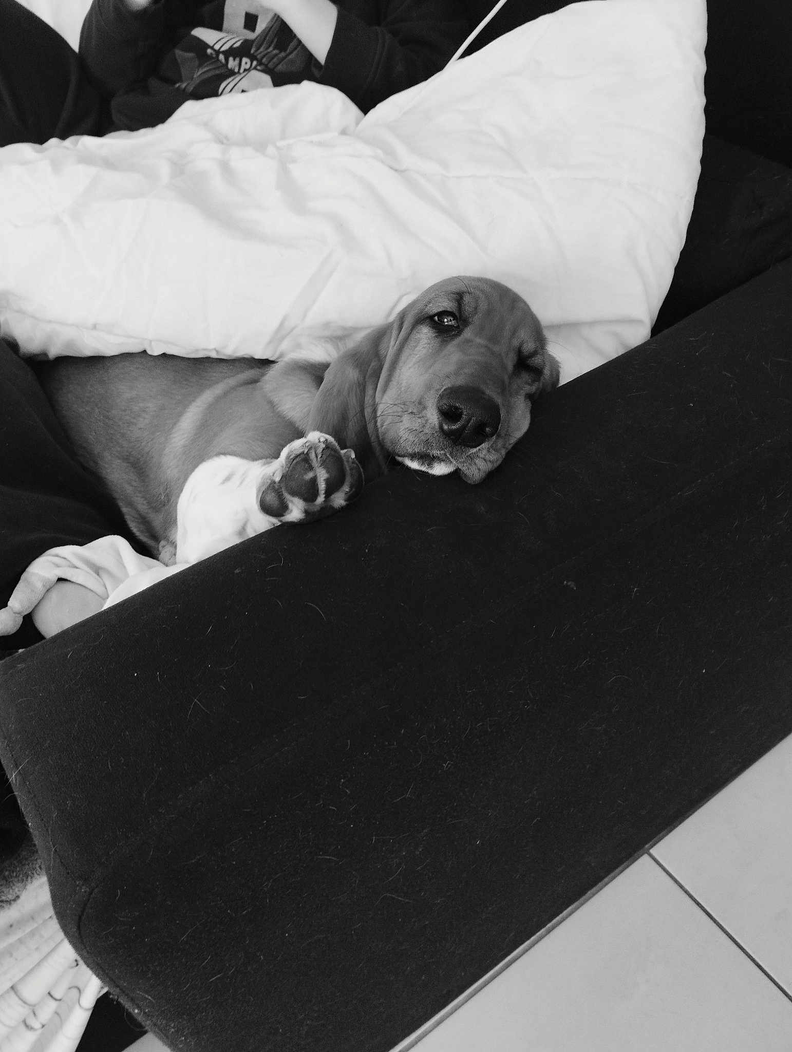 Loly
