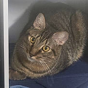 Rigby joined the competition — help win amazing prizes! cat, tabby, yellow_eyes, feline, pet, indoor, shelf, cubicle, furniture, folded_clothes, blue_fabric, cozy, curious, whiskers, ears, fur, resting, close_up, domestic_animal, looking_up