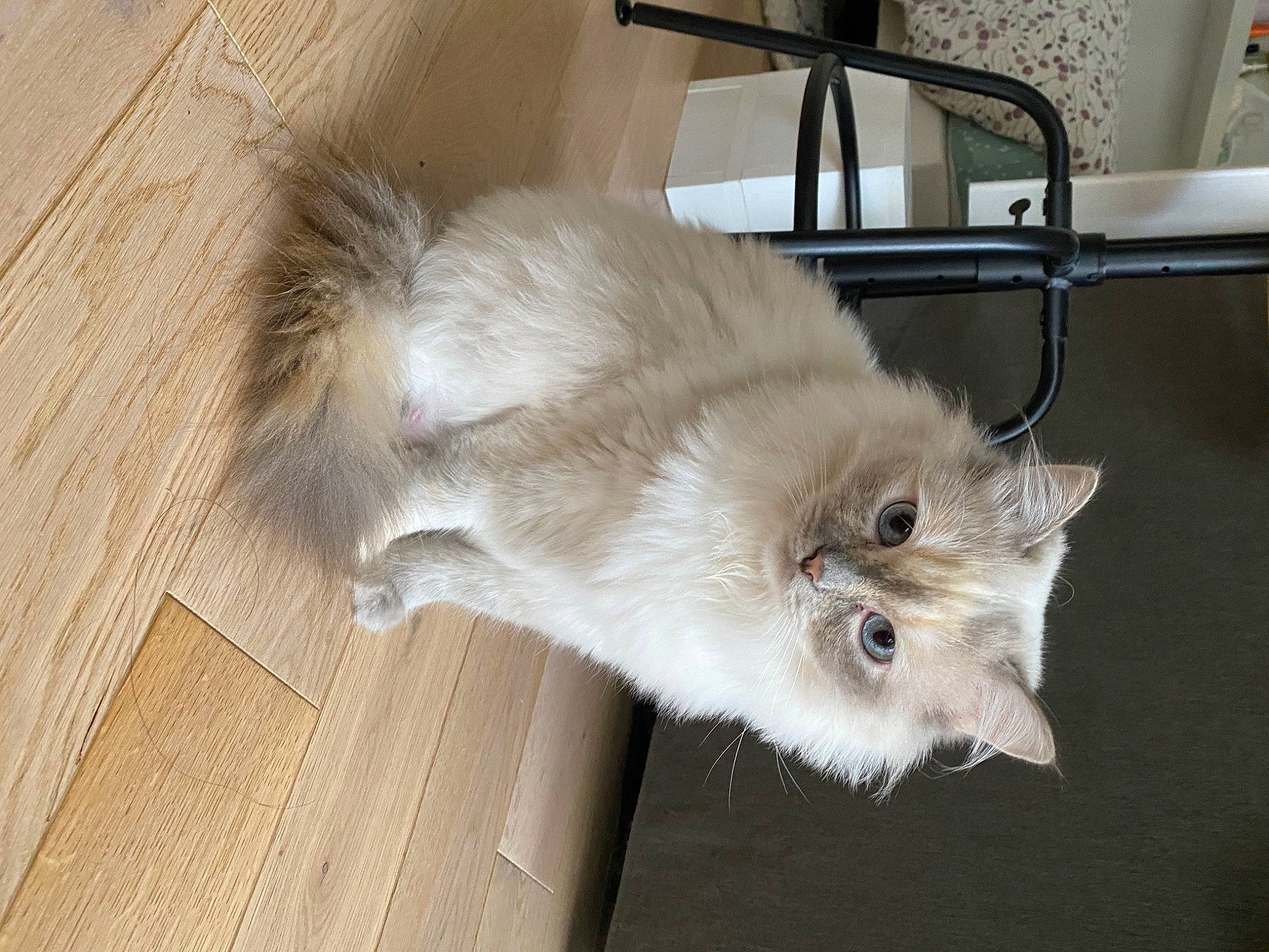 Kenya a rejoint le concours — aidez-le/la à gagner de superbes lots ! asian_semi_longhair, balinese, birman, british_longhair, canidae, carnivore, cat, domestic_long_haired_cat, fawn, felidae, fur, himalayan, kitten, norwegian_forest_cat, persian, ragamuffin, ragdoll, small_to_medium_sized_cats, tail, whiskers