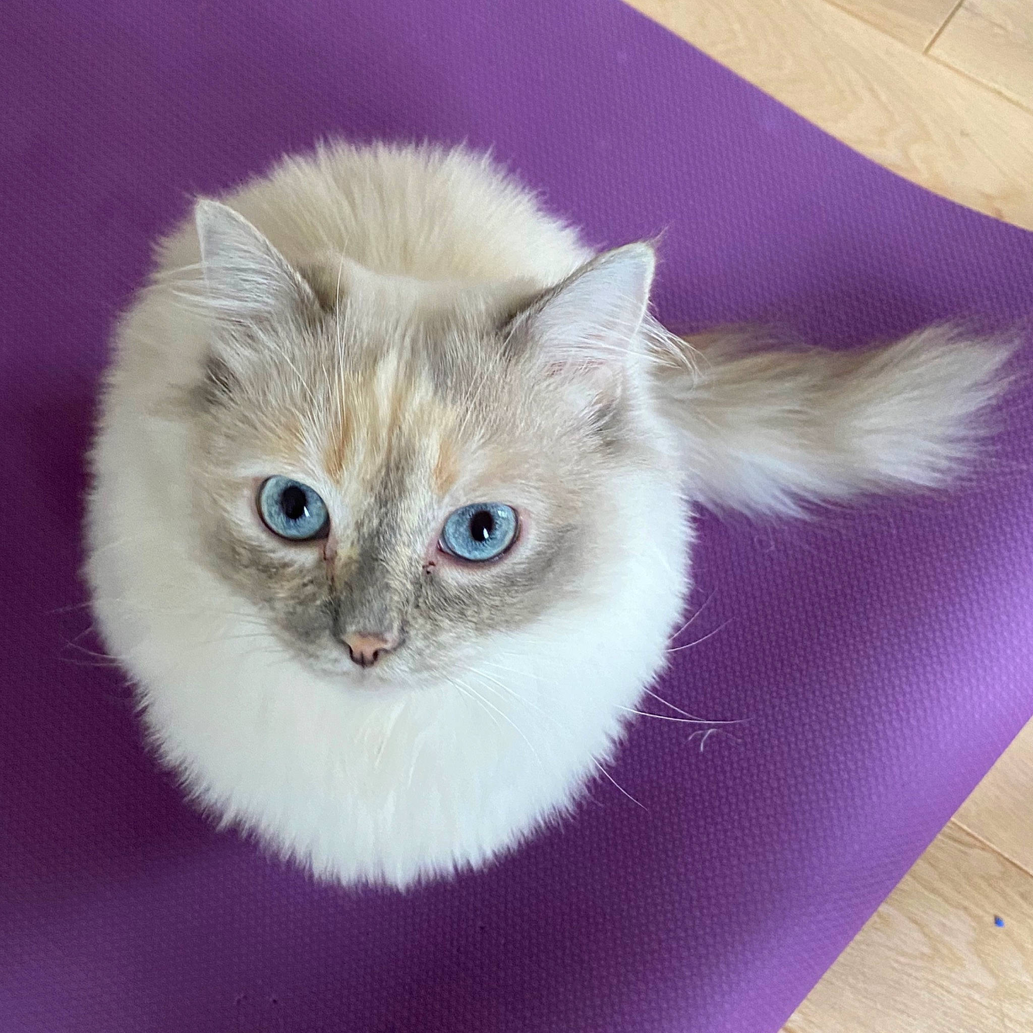 Kenya a rejoint le concours — aidez-le/la à gagner de superbes lots ! asian, asian_semi_longhair, british_semi_longhair, burmilla, carnivore, cat, domestic_long_haired_cat, eye, felidae, fur, kitten, mammal, munchkin, napoleon_cat, ragamuffin, ragdoll, siberian, small_to_medium_sized_cats, tail, whiskers