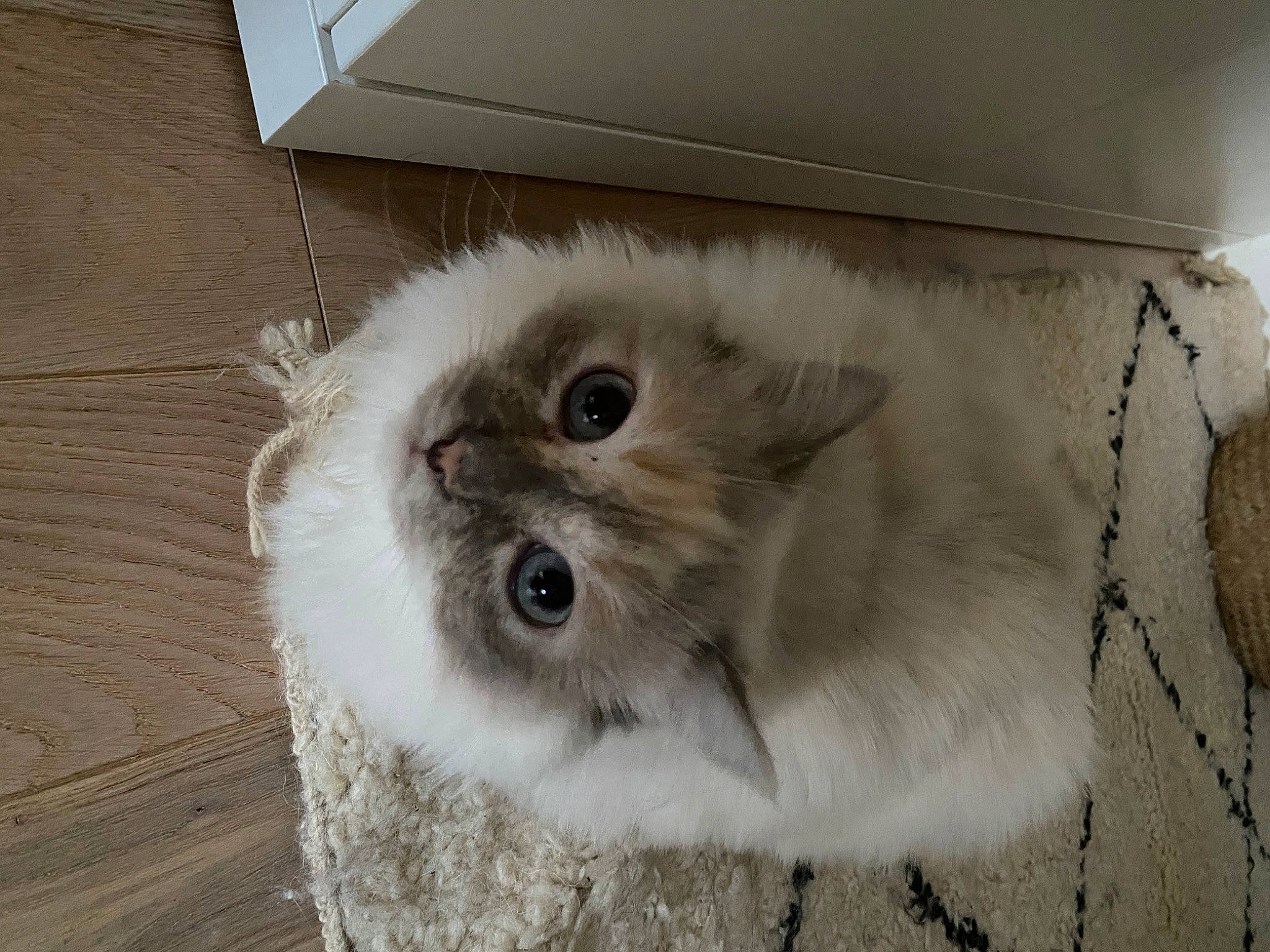 Kenya participe au concours pour gagner de l'argent avec cette photo : american_curl, asian_semi_longhair, british_longhair, british_semi_longhair, carnivore, cat, domestic_long_haired_cat, fawn, felidae, fur, kitten, mammal, ragamuffin, ragdoll, small_to_medium_sized_cats, snout, whiskers