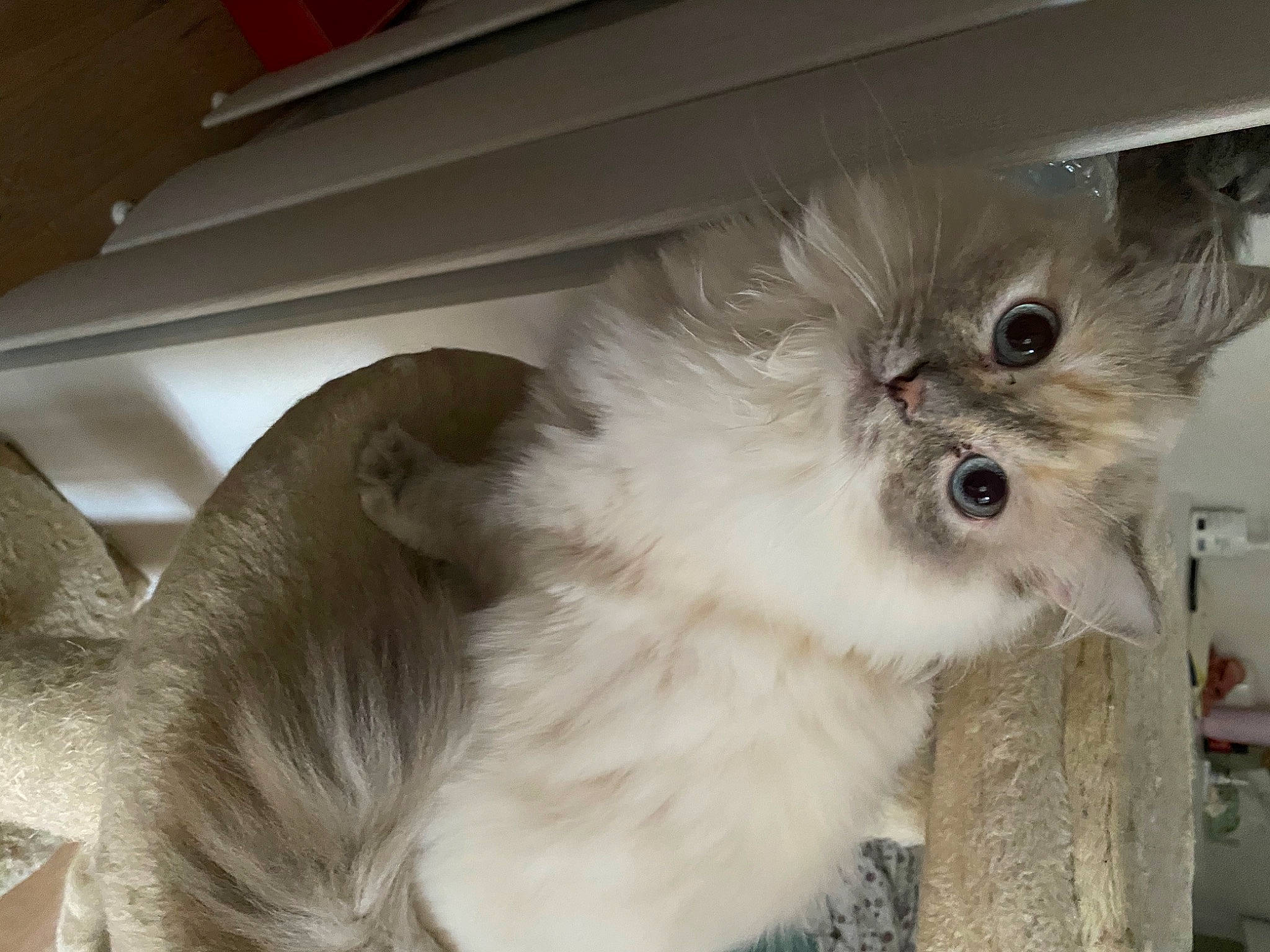 Kenya a rejoint le concours — aidez-le/la à gagner de superbes lots ! asian_semi_longhair, british_longhair, british_semi_longhair, carnivore, cat, domestic_long_haired_cat, ear, eye, fawn, felidae, fur, kitten, mammal, norwegian_forest_cat, persian, ragamuffin, ragdoll, small_to_medium_sized_cats, snout, whiskers