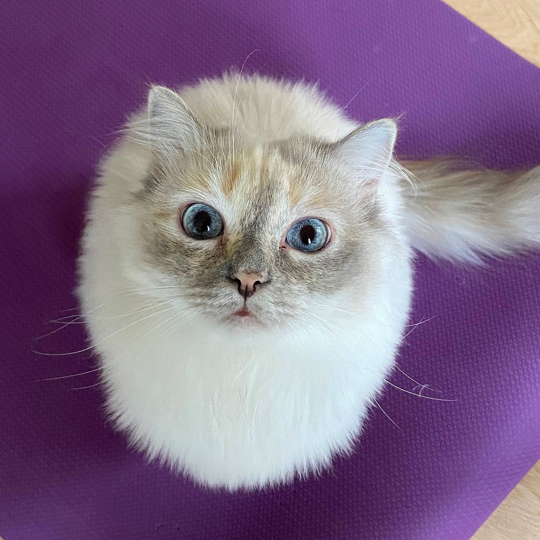 Kenya participe au concours pour gagner de l'argent avec cette photo : asian, asian_semi_longhair, british_semi_longhair, burmilla, carnivore, cat, domestic_long_haired_cat, fawn, felidae, fur, kitten, mammal, munchkin, napoleon_cat, persian, ragamuffin, ragdoll, small_to_medium_sized_cats, whiskers