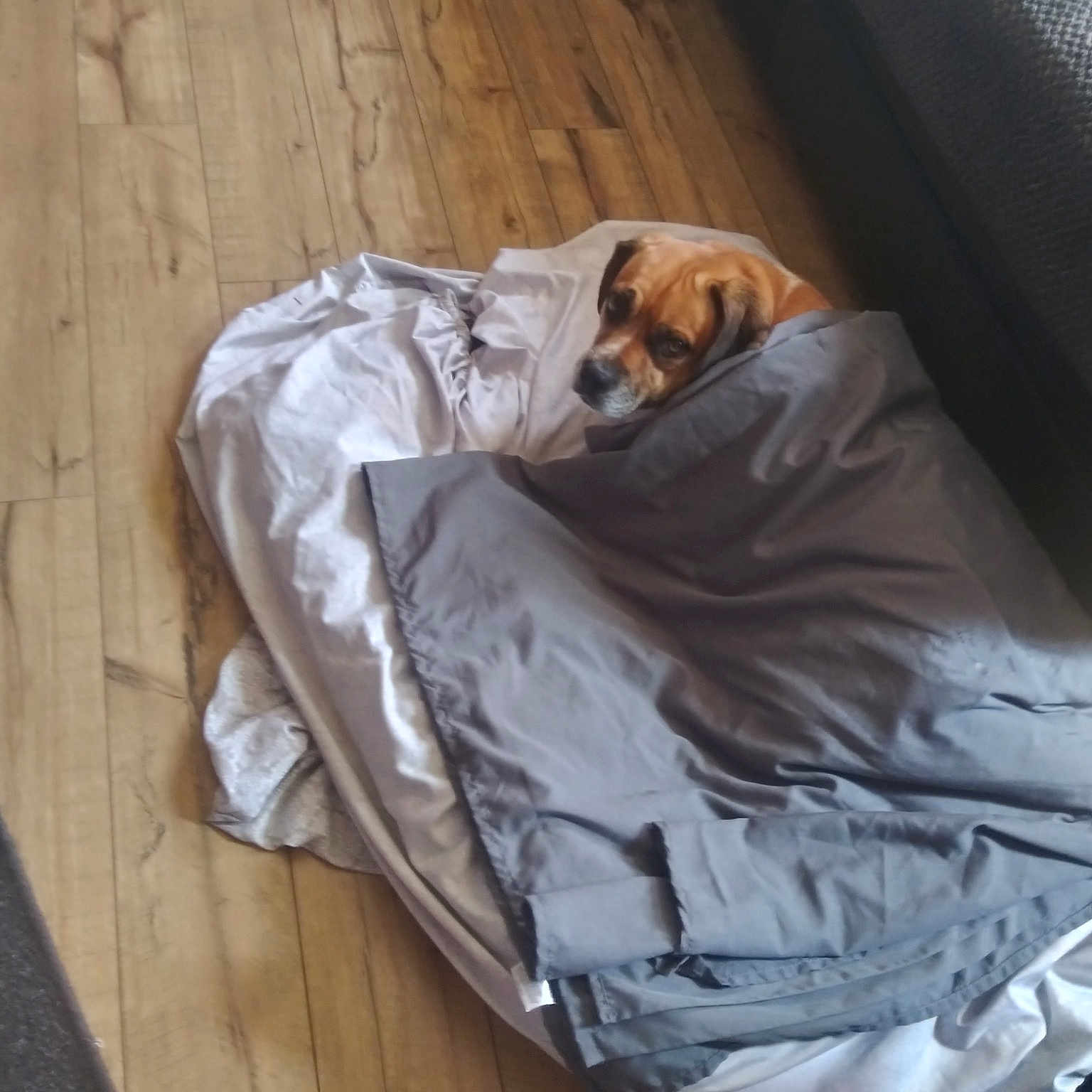 Baby joined the competition — help win amazing prizes! brown, carnivore, comfort, companion_dog, dog, dog_breed, dog_supply, fawn, floor, flooring, hardwood, linens, pet_supply, plywood, room, sporting_group, wood, wood_flooring, wood_stain