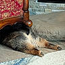 Oliver joined the competition — help win amazing prizes! dog, lying_down, floor, wooden_chair, red_cushion, pattern, stone_wall, dog_bed, indoor, paws, fur, relaxing, pet, cozy, carpet, home, resting, animal, comfortable, quiet
