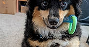 Oliver is registered to the contest to win money with this photo: dog, puppy, toy, indoor, carpet, black_and_tan, fluffy, cute, pet, playful, ears, paws, collar, closeup, animal, fur, waiting, looking, home, companion