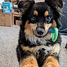 dog, puppy, toy, indoor, carpet, black_and_tan, fluffy, cute, pet, playful, ears, paws, collar, closeup, animal, fur, waiting, looking, home, companion