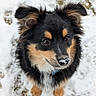 dog, puppy, snow, outdoor, animal, pet, cute, fur, black, tan, ears, nose, eyes, winter, cold, nature, adorable, young, looking_up, fluffy