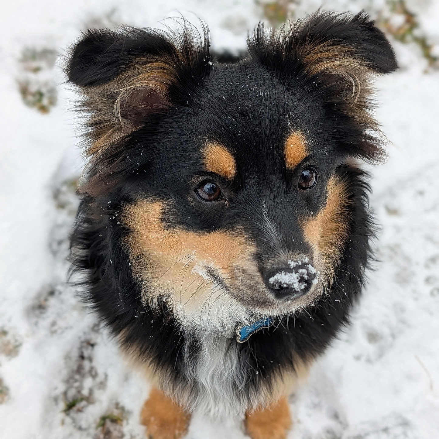 Oliver