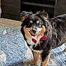 Oliver joined the competition — help win amazing prizes! dog, bow_tie, black_coat, tan_markings, fluffy, standing, indoor, carpet, blue_rug, smiling, pet, canine, friendly, fur, ears, floor, cabinet, wooden_furniture, cute, domestic_animal