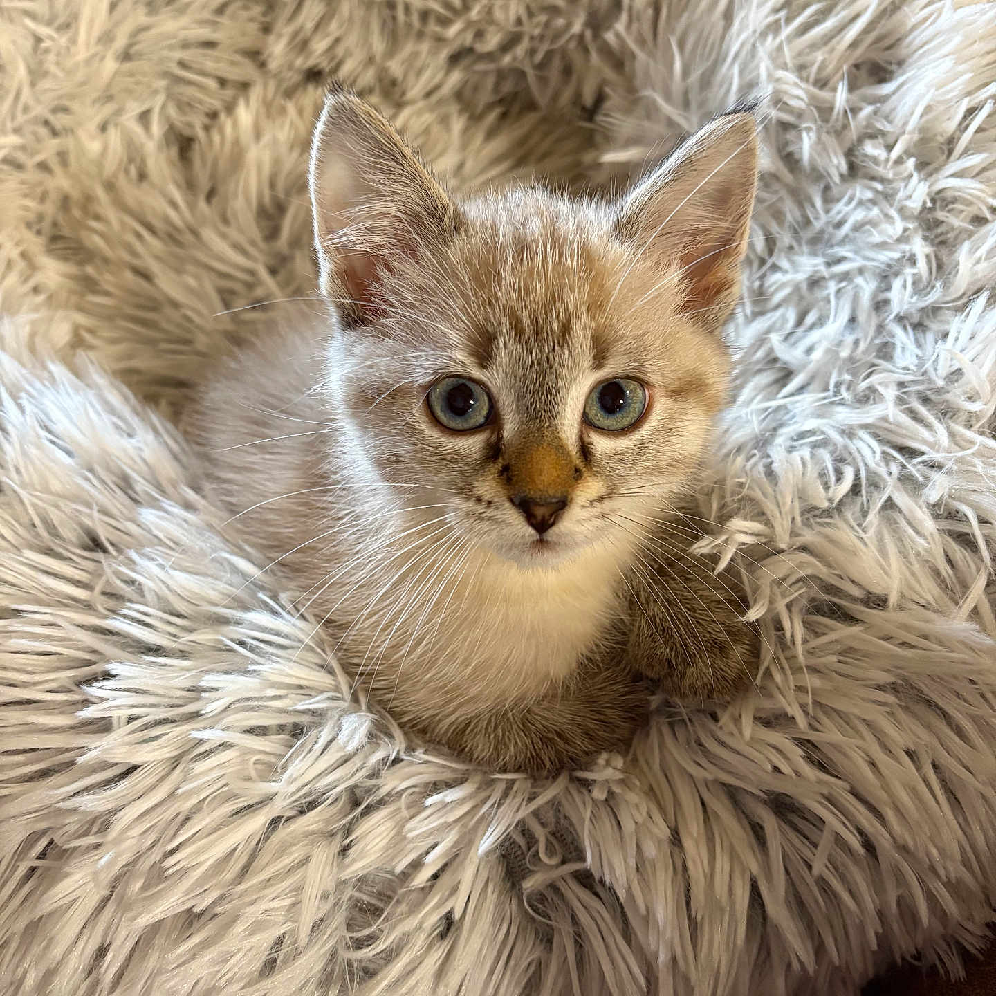 Smokey joined the competition — help win amazing prizes! abyssinian, angora, animal, armchair, blanket, canine, cat, chair, clothing, couch, dog, fur, furniture, homedecor, kitten, manx, pet, siamese