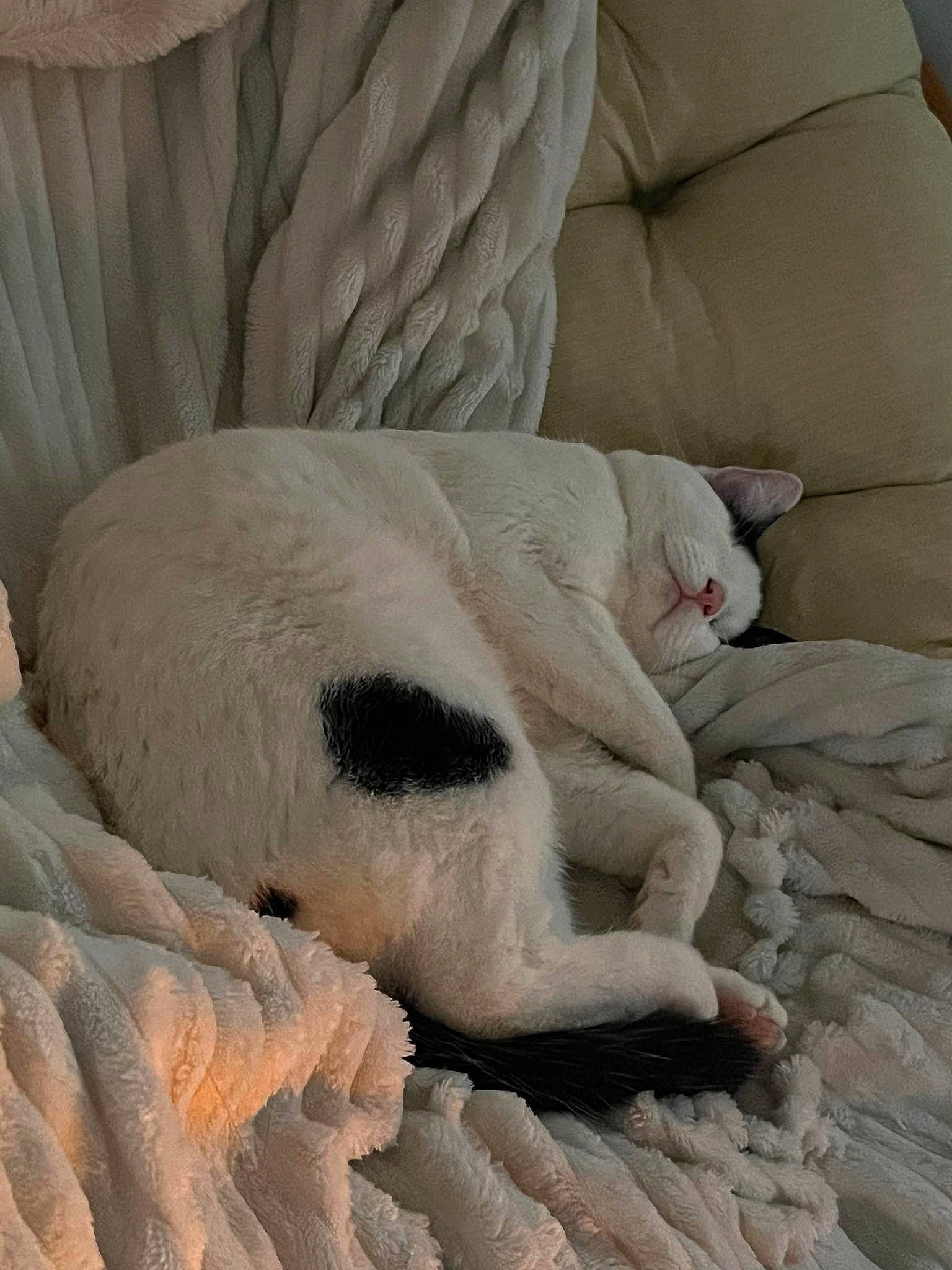 Mia participe au concours pour gagner de l'argent avec cette photo : bedding, blanket, canidae, carnivore, comfort, companion_dog, dog, dog_breed, fawn, felidae, fur, linens, nap, paw, sleep, small_to_medium_sized_cats, sporting_group, tail, terrestrial_animal, whiskers