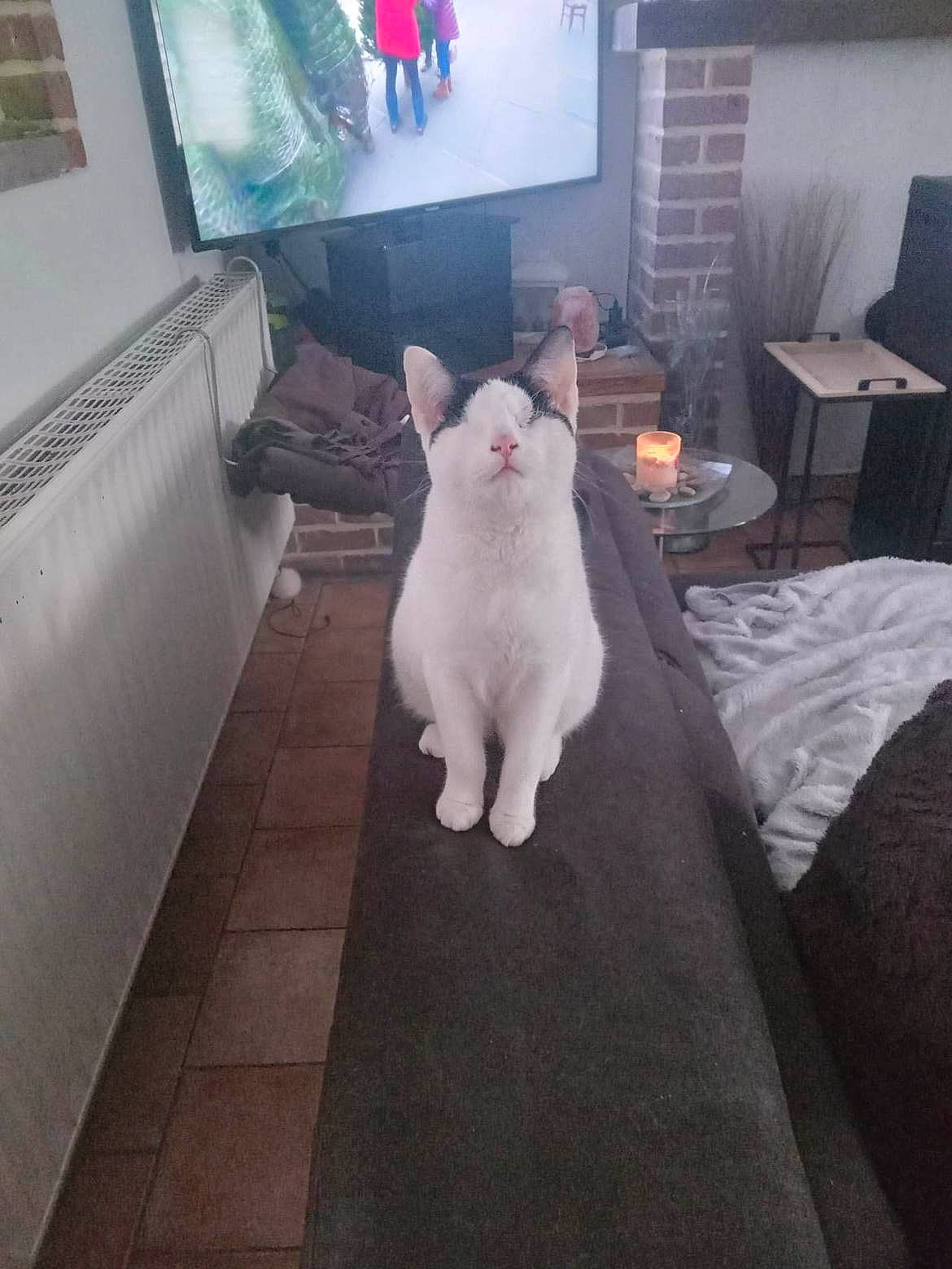 Mia a rejoint le concours — aidez-le/la à gagner de superbes lots ! carnivore, cat, comfort, companion_dog, domestic_rabbit, fawn, felidae, flooring, grey, picture_frame, rabbits_and_hares, small_to_medium_sized_cats, snout, stuffed_toy, tail, television, television_set, toy, whiskers, wood