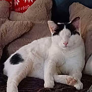 Mia participe au concours pour gagner de l'argent avec cette photo : cat, white_cat, black_spots, lounging, closed_eyes, plush_blanket, teddy_bear_cushions, red_blanket, patterned_blanket, indoor, cozy, relaxed, pet, feline, animal, resting, soft_furniture, home, cute, sleeping