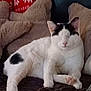 cat, white_cat, black_spots, lounging, closed_eyes, plush_blanket, teddy_bear_cushions, red_blanket, patterned_blanket, indoor, cozy, relaxed, pet, feline, animal, resting, soft_furniture, home, cute, sleeping