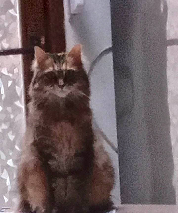 Tequila a rejoint le concours — aidez-le/la à gagner de superbes lots ! black_cat, carnivore, cat, claw, domestic_short_haired_cat, door, fawn, felidae, fur, grey, paw, small_to_medium_sized_cats, snout, tail, terrestrial_animal, whiskers, window