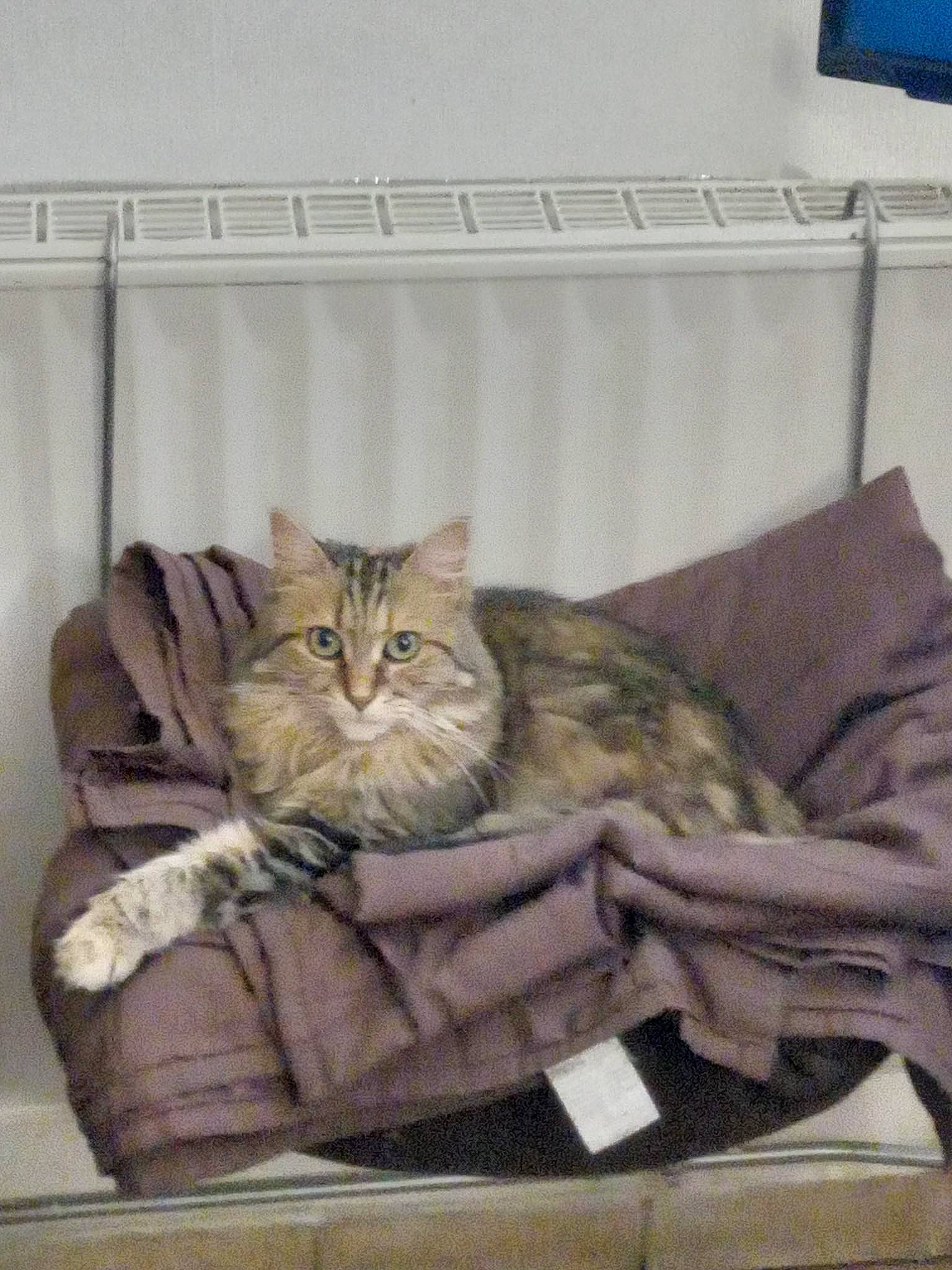 Tequila participe au concours pour gagner de l'argent avec cette photo : bag, bedding, cabinetry, carnivore, cat, comfort, couch, domestic_short_haired_cat, felidae, fur, furniture, grey, linens, plant, small_to_medium_sized_cats, table, textile, whiskers, window, wood