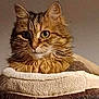 cat, tabby, fluffy, pet_bed, cozy, feline, whiskers, ears, fur, indoor, closeup, animal, mammal, cute, domestic, portrait, resting, looking, face, soft