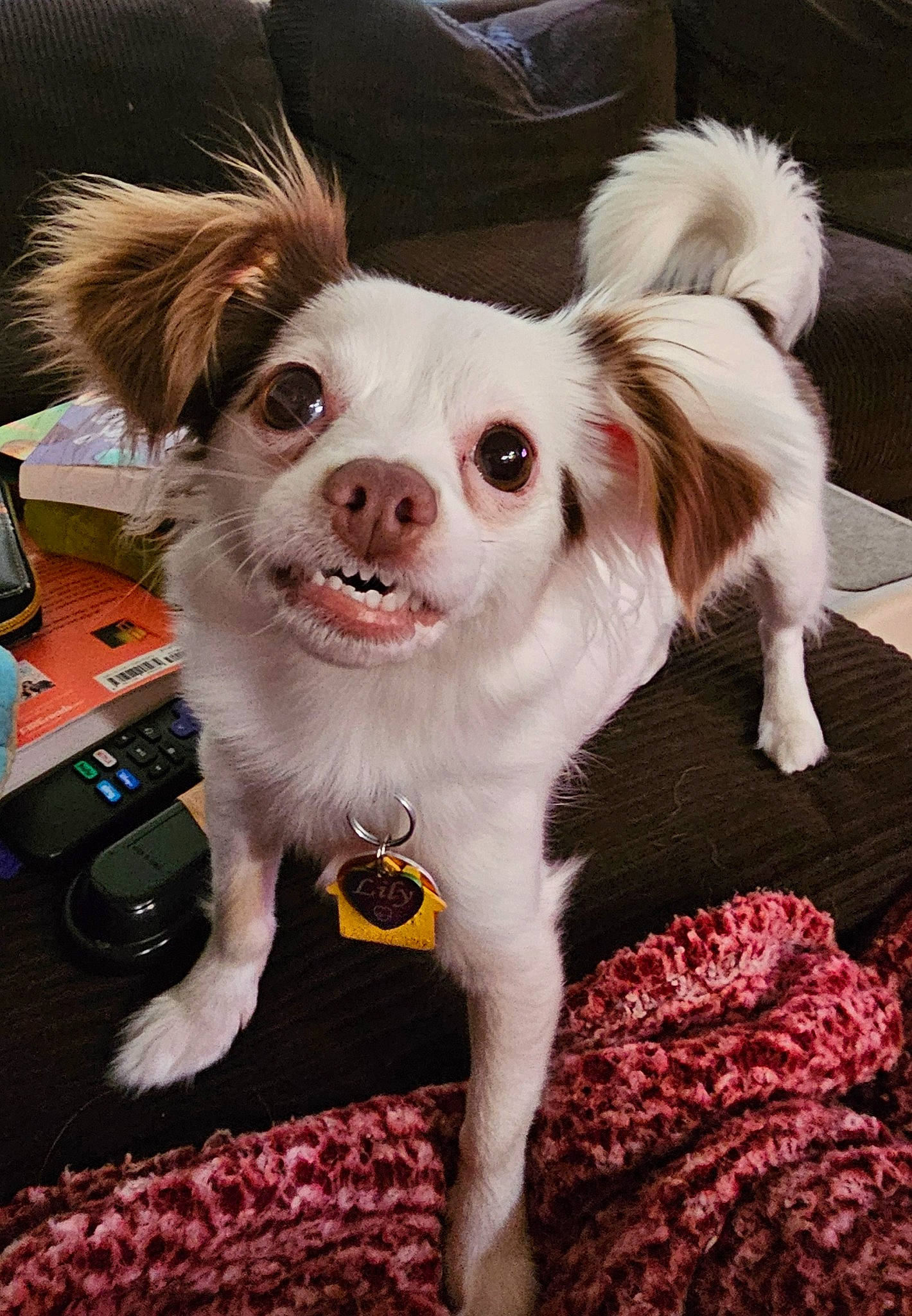 Lily is registered to the contest to win money with this photo: canidae, carnivore, companion_dog, dog, dog_breed, dog_supply, fawn, fur, paw, plant, puppy, snout, sporting_group, terrier, toy_dog, whiskers, working_animal