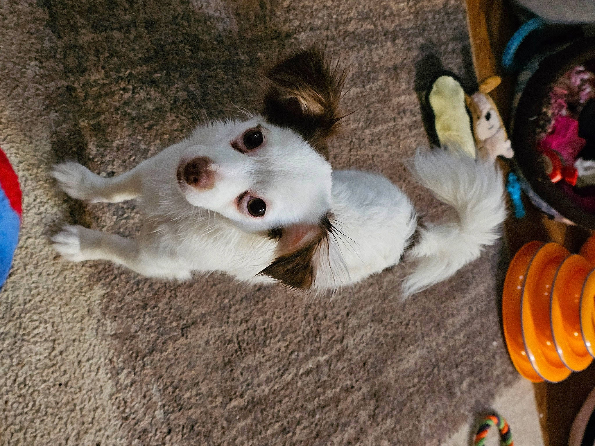 Lily is registered to the contest to win money with this photo: carnivore, companion_dog, dog, dog_breed, dog_supply, fawn, fur, non_sporting_group, paw, spitz, tail, toy, toy_dog, working_animal