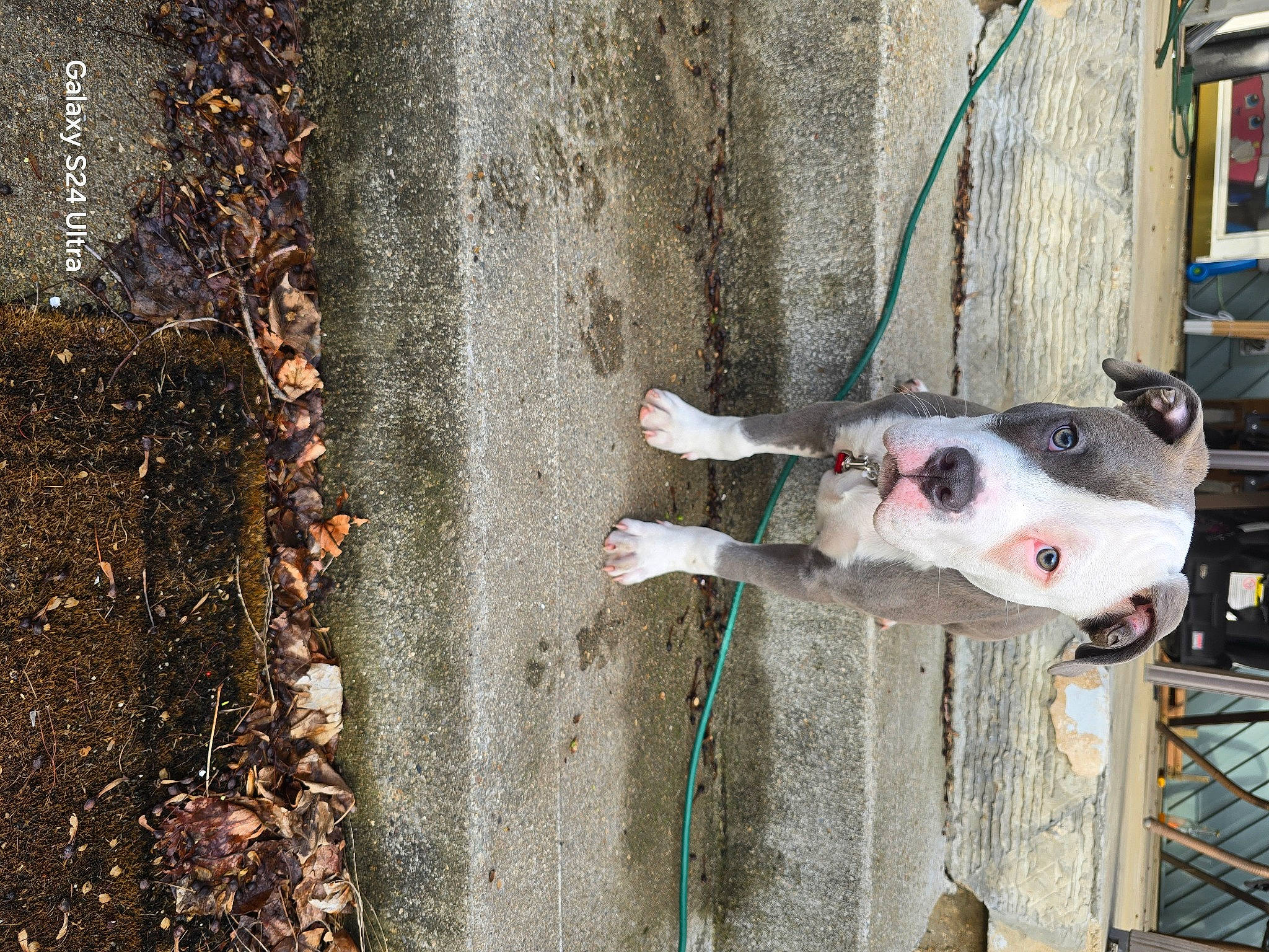 Sherman joined the competition — help win amazing prizes! art, asphalt, building, canidae, carnivore, concrete, dog, dog_breed, door, facade, fawn, road_surface, sidewalk, snout, sporting_group, vehicle_door, wall, water, wood, working_animal