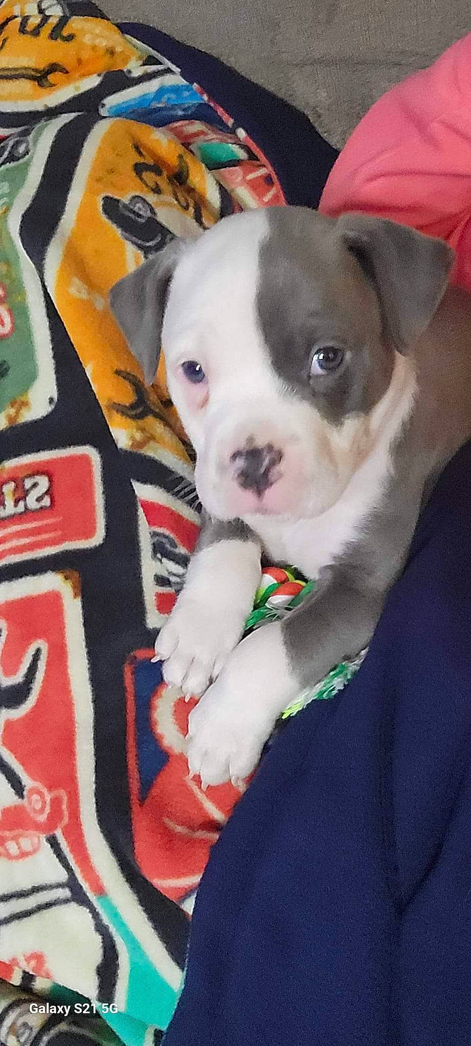 Sherman joined the competition — help win amazing prizes! carnivore, collar, comfort, companion_dog, dog, dog_breed, dog_collar, fawn, fur, non_sporting_group, pattern, puppy, sporting_group, terrestrial_animal, toy_dog, whiskers, working_animal, wrinkle