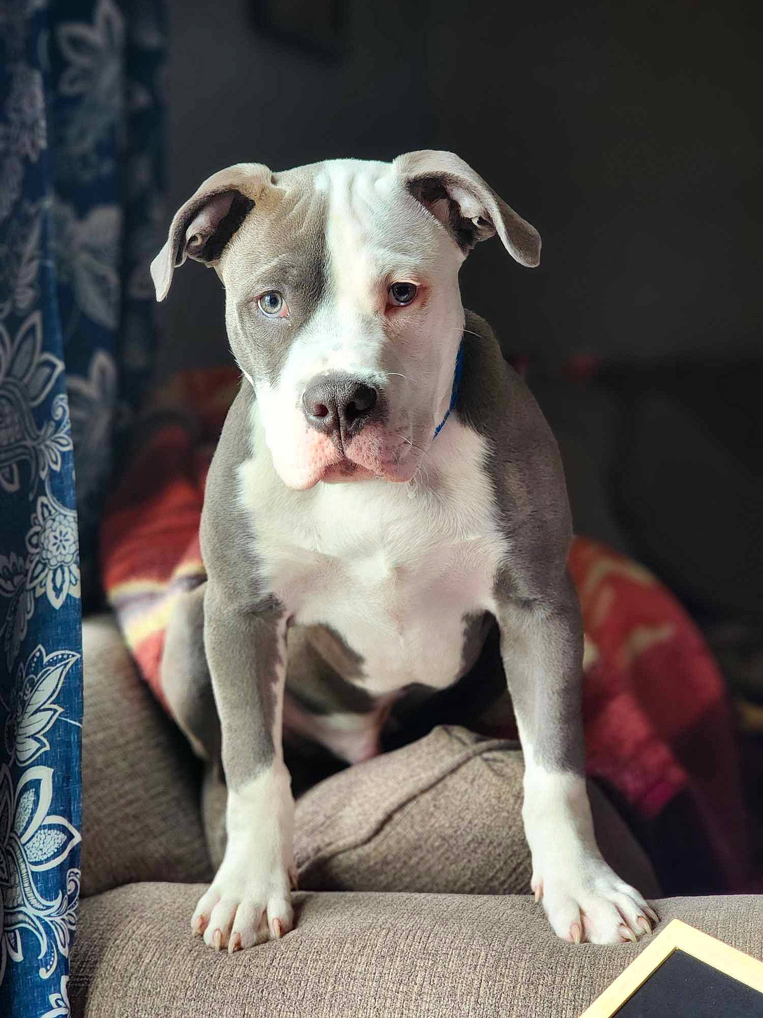 Sherman is registered to the contest to win money with this photo: ancient_dog_breeds, canidae, carnivore, collar, companion_dog, cordoba_fighting_dog, dog, dog_breed, dog_collar, dogo_argentino, fawn, non_sporting_group, paw, puppy, sporting_group, terrestrial_animal, toy_dog, whiskers, working_animal