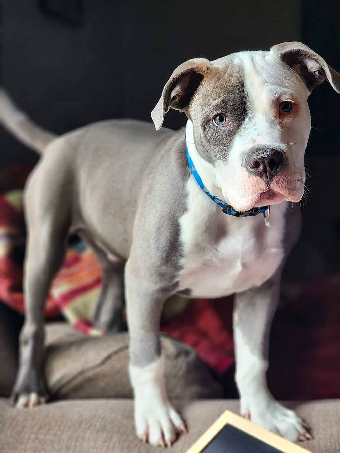 Sherman joined the competition — help win amazing prizes! canidae, carnivore, collar, companion_dog, dog, dog_breed, dog_collar, fawn, non_sporting_group, snout, sporting_group, tablet_computer, whiskers, working_animal, working_dog, wrinkle