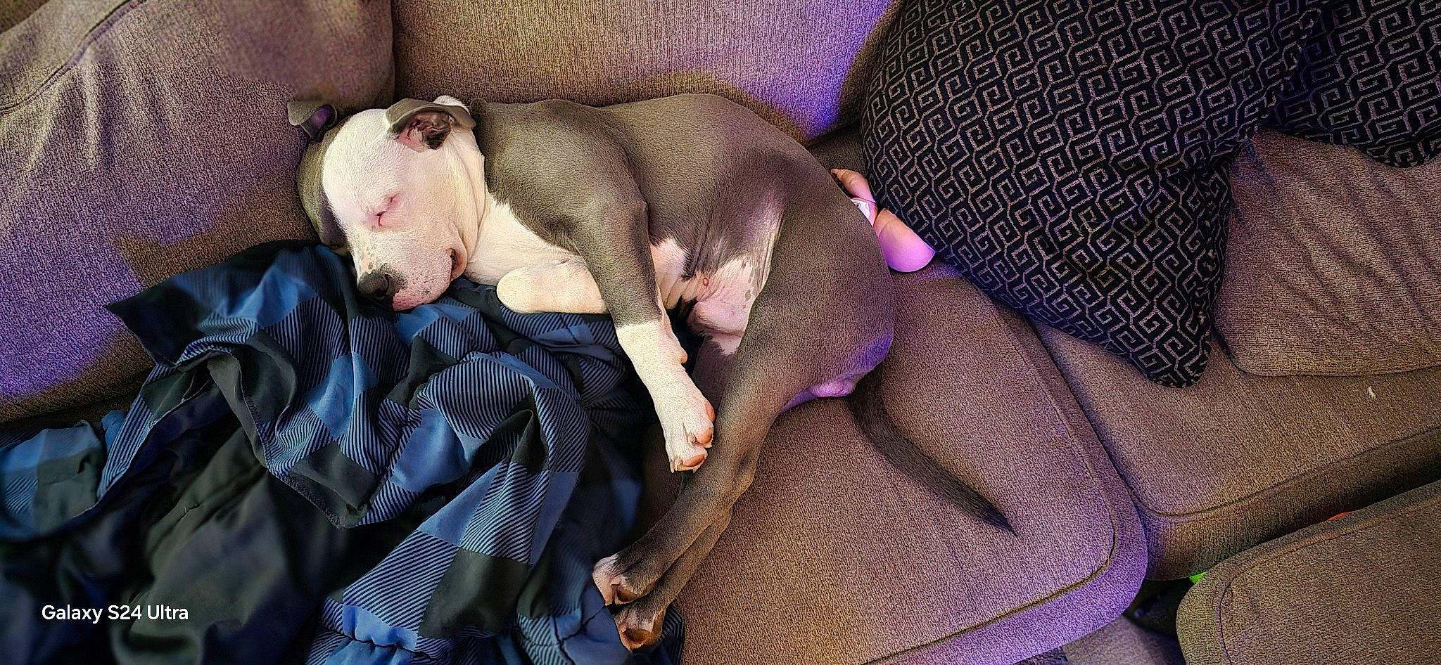 Sherman joined the competition — help win amazing prizes! barechested, canidae, carnivore, chest, comfort, companion_dog, dog, dog_breed, fawn, fur, linens, magenta, nap, purple, sleep, snout, sporting_group, textile, thigh, toy_dog