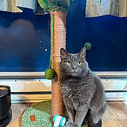 Smudge is registered to the contest to win money with this photo: baseboard_heater, cat, cat_face, cat_toy, cozy, curtain, domestic_animal, fur, gray_cat, green_eyes, houseplant, indoor, navy_wall, pet, plush_rug, portrait, scratching_post, sitting, whiskers, wood_floor