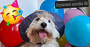 Ugo a rejoint le concours — aidez-le/la à gagner de superbes lots ! dog, hat, balloons, celebration, party, emoji, tongue_out, fluffy_dog, indoor, colorful, festive, new_year, smiling_dog, closeup, portrait, joyful, cute, canine, decorations, holiday