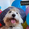 dog, hat, balloons, celebration, party, emoji, tongue_out, fluffy_dog, indoor, colorful, festive, new_year, smiling_dog, closeup, portrait, joyful, cute, canine, decorations, holiday