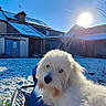 Ugo participe au concours pour gagner de l'argent avec cette photo : dog, white_dog, fluffy, outdoor, snow, sun, blue_sky, house, building, bench, person, legs, daytime, winter, nature, pet, fence, sunlight, shadow, relaxing