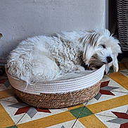 Ugo participe au concours pour gagner de l'argent avec cette photo : dog, sleeping, basket, white_fur, curled_up, indoor, tile_floor, patterned_floor, cozy, resting, pet, animal, furry, small_dog, quiet, calm, home, floor_tiles, woven_basket, relaxed