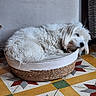 dog, sleeping, basket, white_fur, curled_up, indoor, tile_floor, patterned_floor, cozy, resting, pet, animal, furry, small_dog, quiet, calm, home, floor_tiles, woven_basket, relaxed