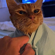 Undy participe au concours pour gagner de l'argent avec cette photo : cat, orange_cat, hand, cloth, indoor, closeup, pet, feline, bedroom, television, blurred_background, human_hand, fur, whiskers, comfort, cozy, resting, animal, domestic, curious