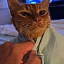 cat, orange_cat, hand, cloth, indoor, closeup, pet, feline, bedroom, television, blurred_background, human_hand, fur, whiskers, comfort, cozy, resting, animal, domestic, curious