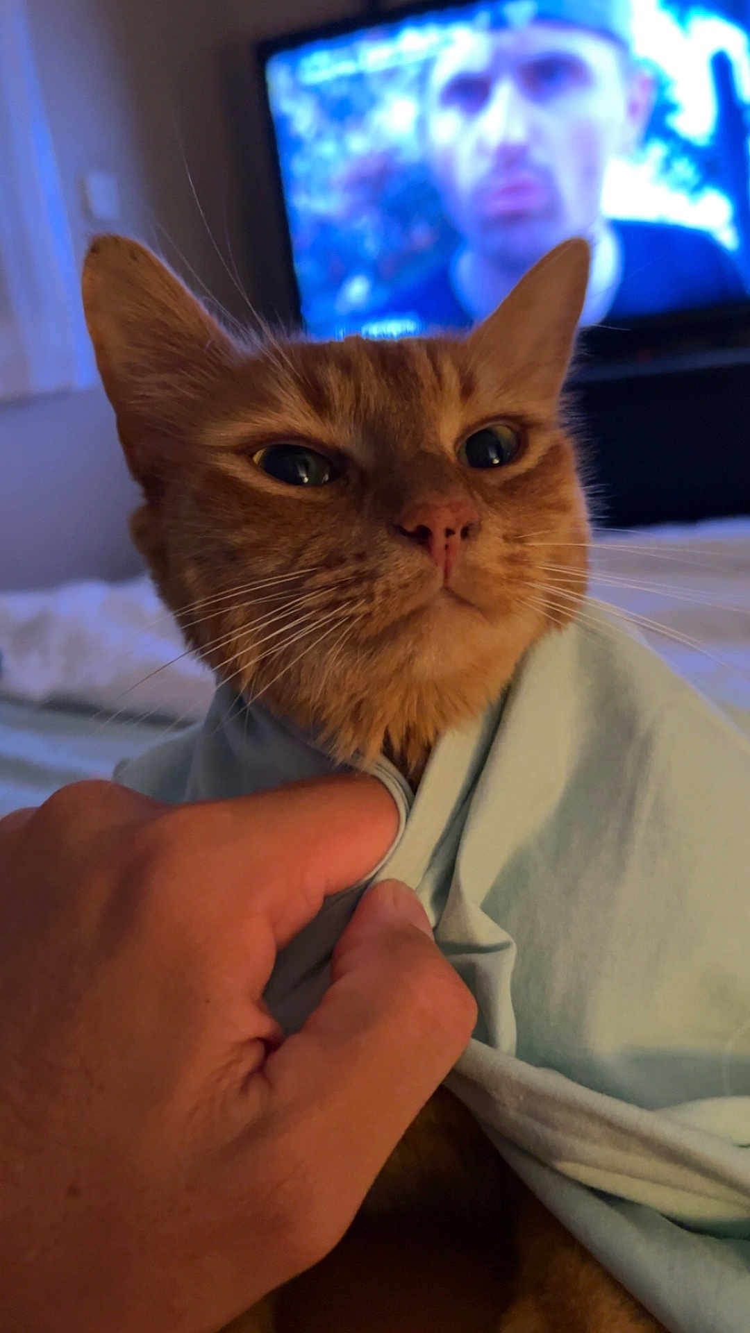 Undy participe au concours pour gagner de l'argent avec cette photo : cat, orange_cat, hand, cloth, indoor, closeup, pet, feline, bedroom, television, blurred_background, human_hand, fur, whiskers, comfort, cozy, resting, animal, domestic, curious