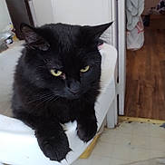 Midnight is registered to the contest to win money with this photo: cat, black_cat, sink, bathroom, feline, pet, animal, fur, whiskers, ears, claws, yellow_eyes, doorway, floor, indoor, household, relaxed, resting, cute, mammal