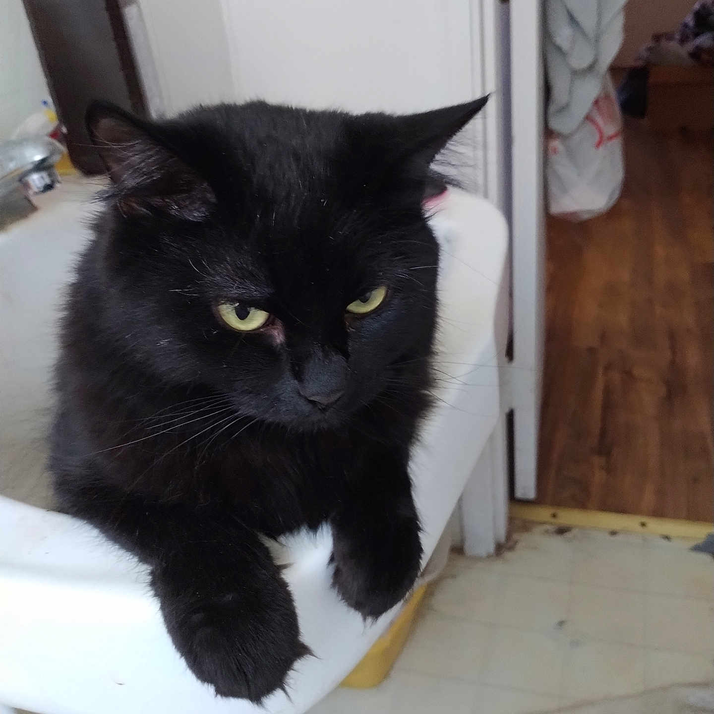 Midnight is registered to the contest to win money with this photo: animal, bathroom, black_cat, cat, claws, cute, doorway, ears, feline, floor, fur, household, indoor, mammal, pet, relaxed, resting, sink, whiskers, yellow_eyes