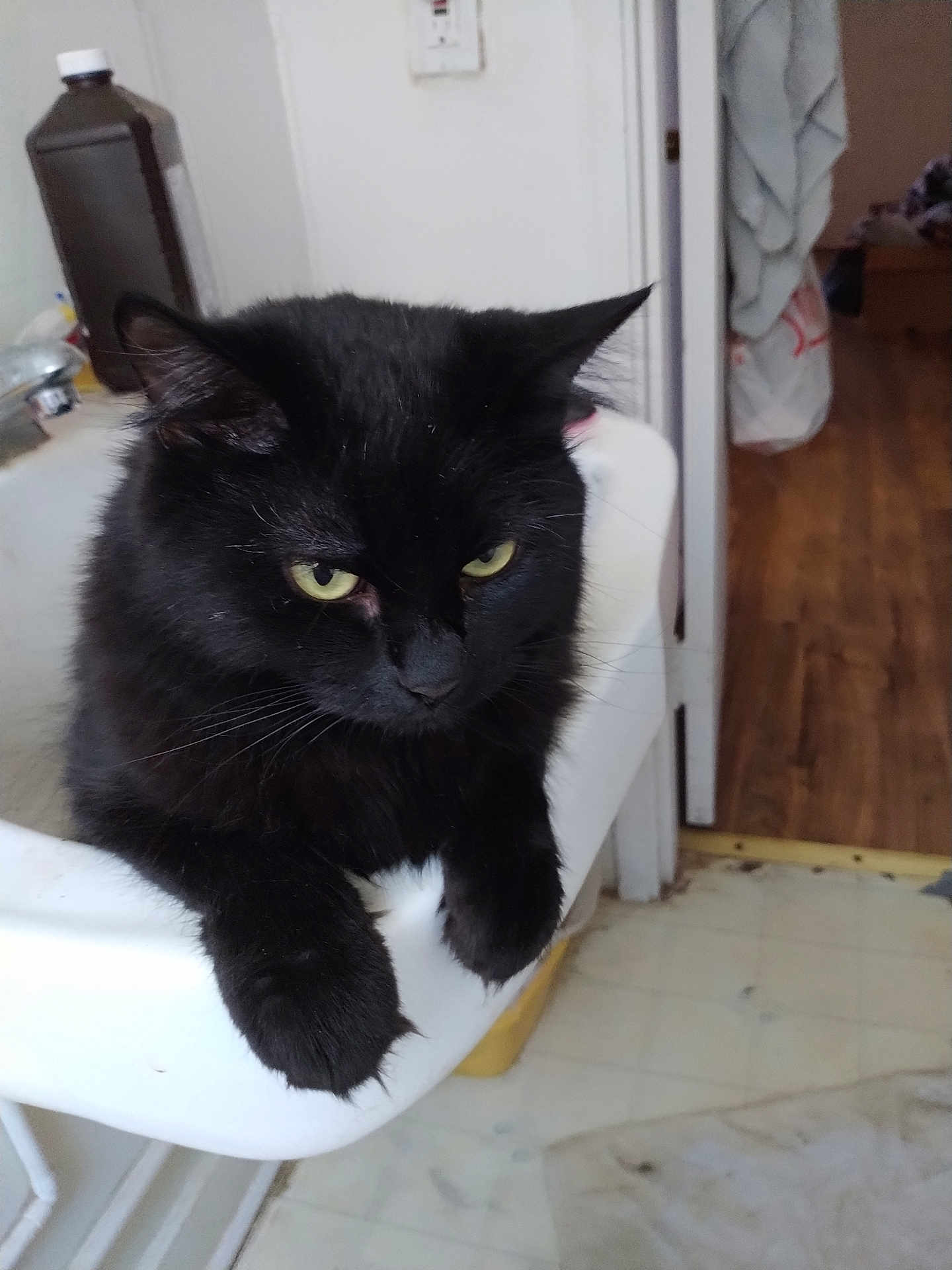 Midnight is registered to the contest to win money with this photo: cat, black_cat, sink, bathroom, feline, pet, animal, fur, whiskers, ears, claws, yellow_eyes, doorway, floor, indoor, household, relaxed, resting, cute, mammal