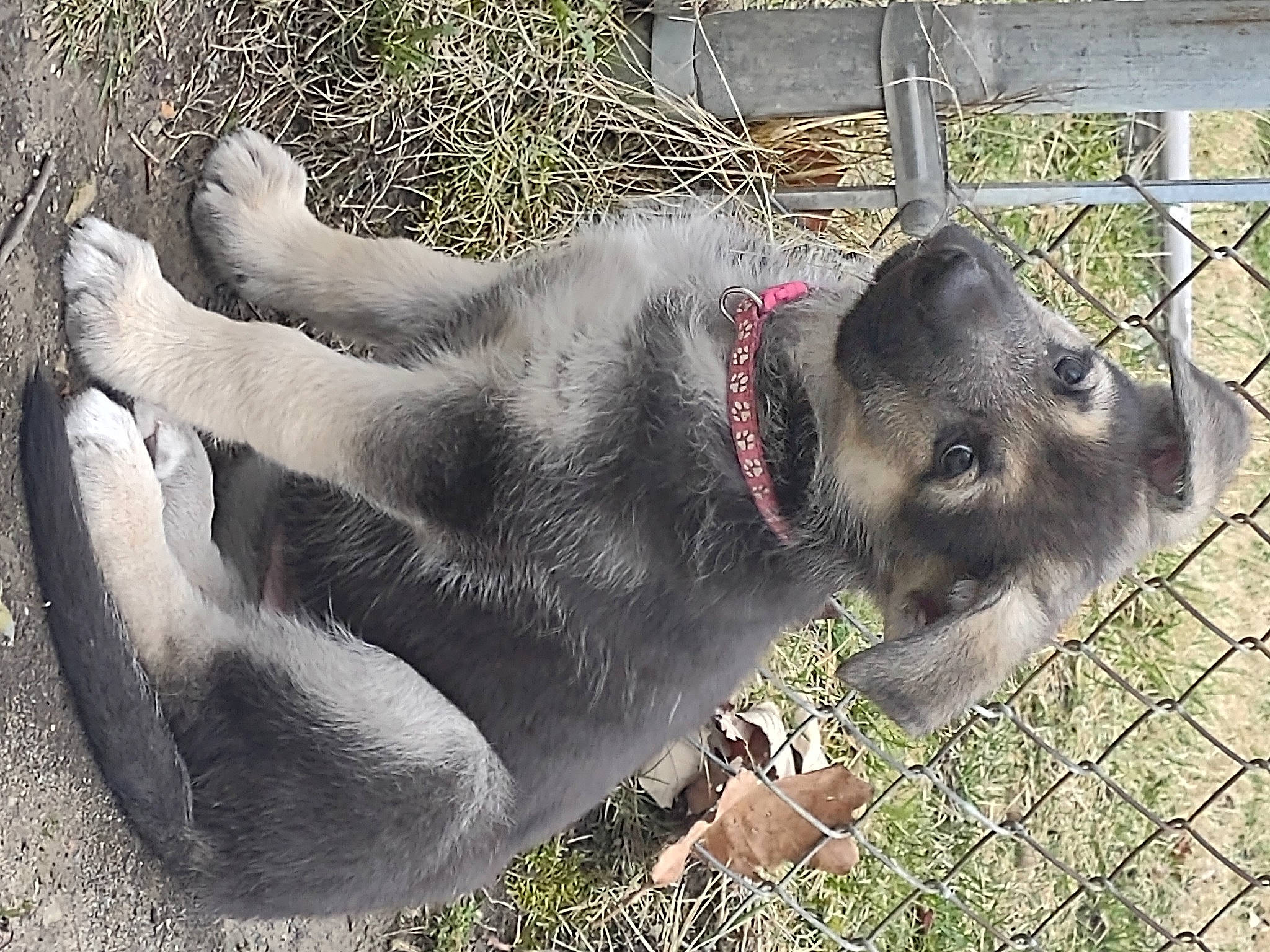 Ellie is registered to the contest to win money with this photo: canidae, carnivore, collar, dog_breed, fawn, fence, fur, grass, jaw, koala, marsupial, paw, pet_supply, plant, sporting_group, terrestrial_animal, whiskers, wildlife, working_animal